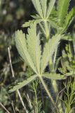 Смотреть изображение Potentilla recta