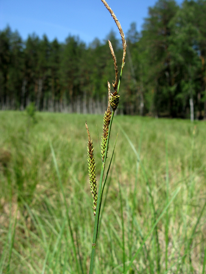 Изображение особи Carex elata.