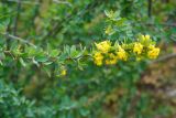View full-size image Berberis integerrima