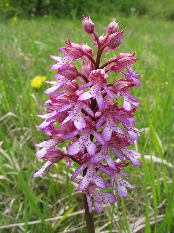 Изображение особи Orchis &times; hybrida.