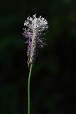 View full-size image Plantago media