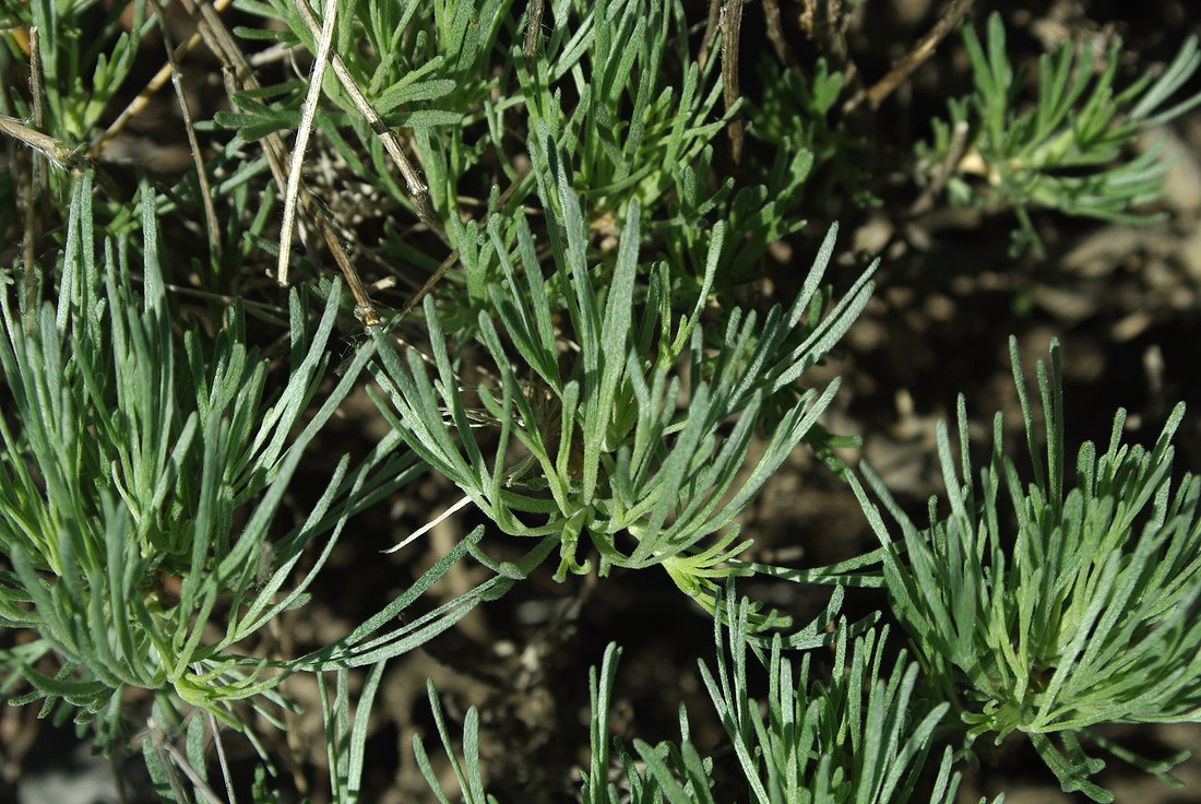 Image of Lepidolopha karatavica specimen.