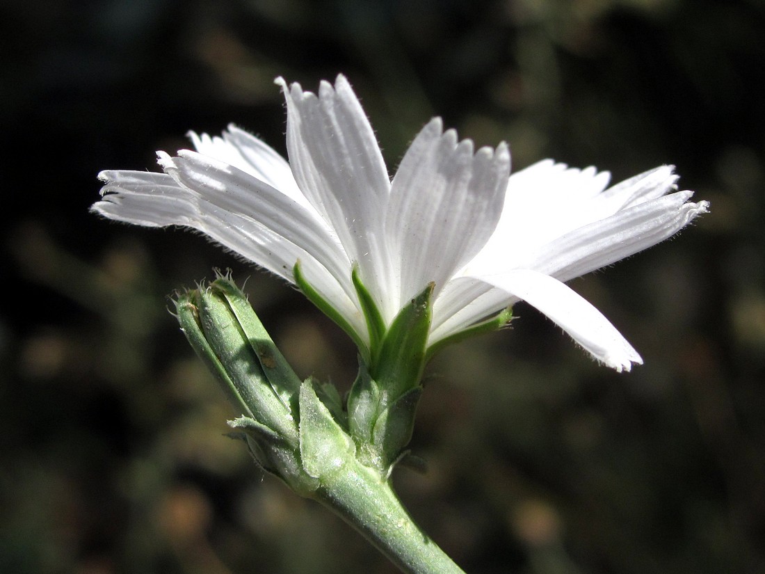 Image of Cichorium intybus specimen.