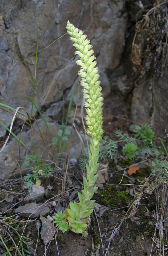 Image of Orostachys spinosa specimen.