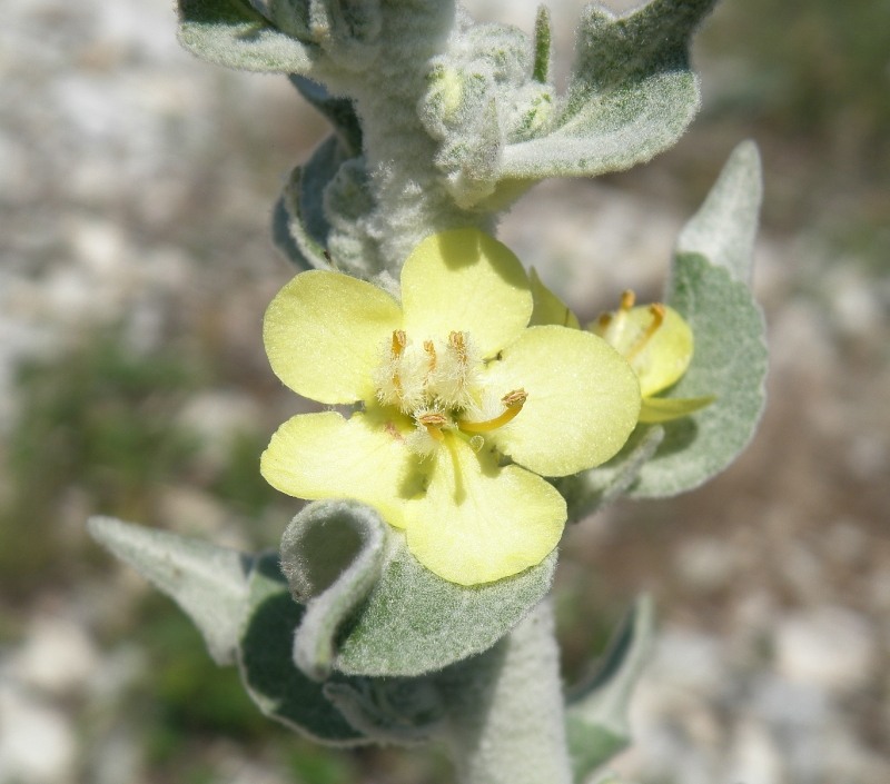 Image of Verbascum gnaphalodes specimen.