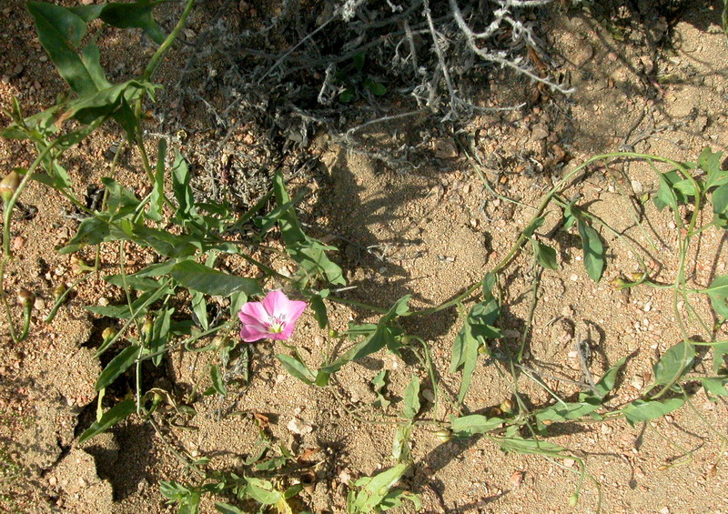 Изображение особи Convolvulus chinensis.