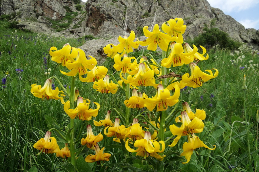 Image of Lilium armenum specimen.