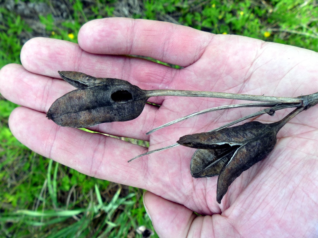 Image of Iris sibirica specimen.