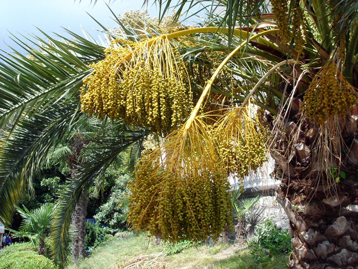 Image of Phoenix canariensis specimen.