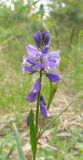 Polygala comosa