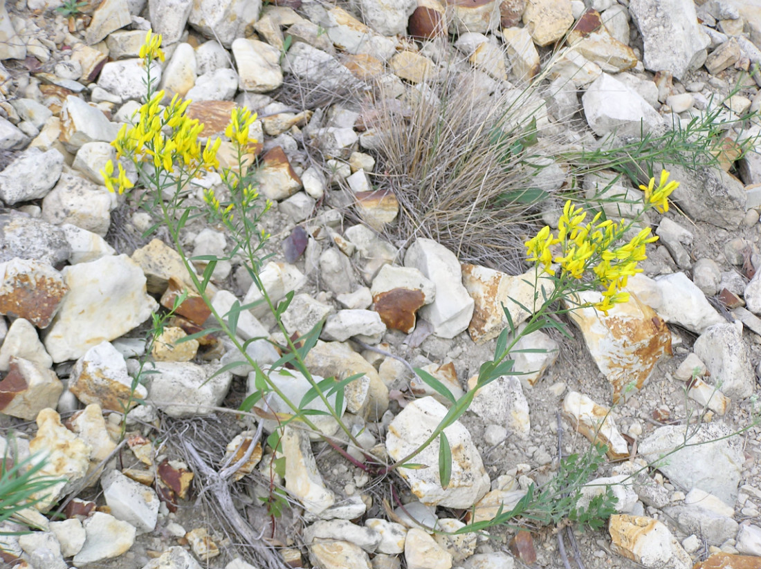 Image of Genista tinctoria specimen.