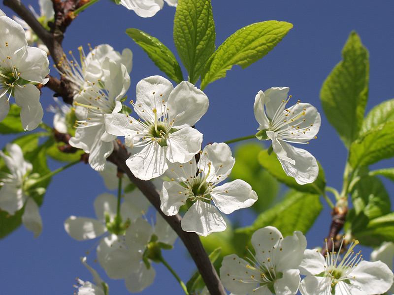 Image of Prunus domestica specimen.