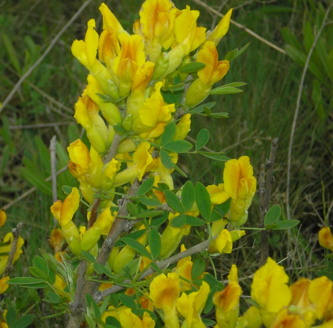 Изображение особи Chamaecytisus ruthenicus.