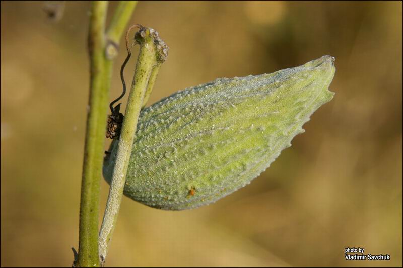 Image of Asclepias syriaca specimen.