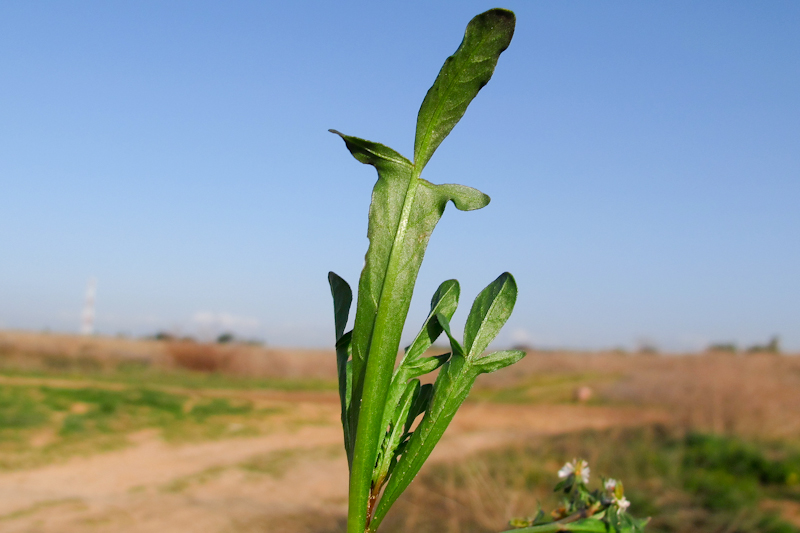 Image of Reseda orientalis specimen.