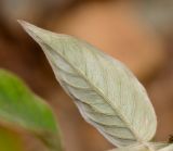 Achyranthes aspera разновидность sicula. Лист (вид с абаксиальной стороны). Израиль, Шарон, г. Герцлия, рудеральное местообитание. 11.04.2013.