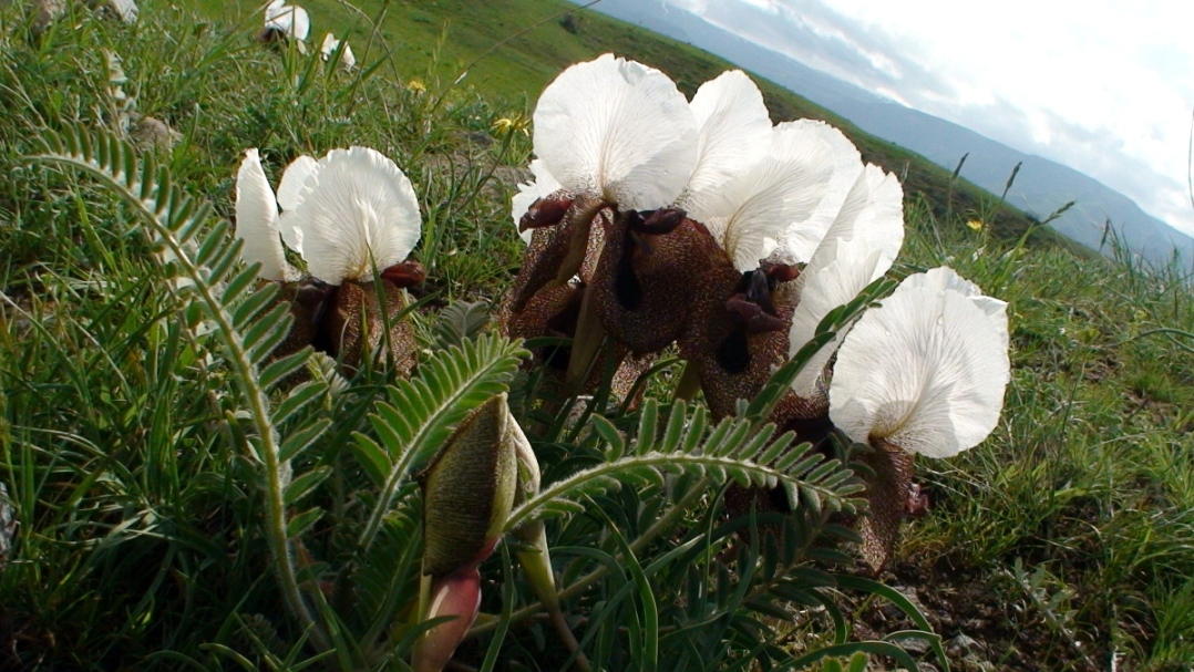 Image of Iris elegantissima specimen.