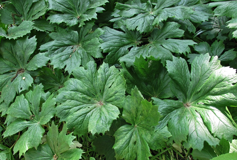 Image of Podophyllum peltatum specimen.