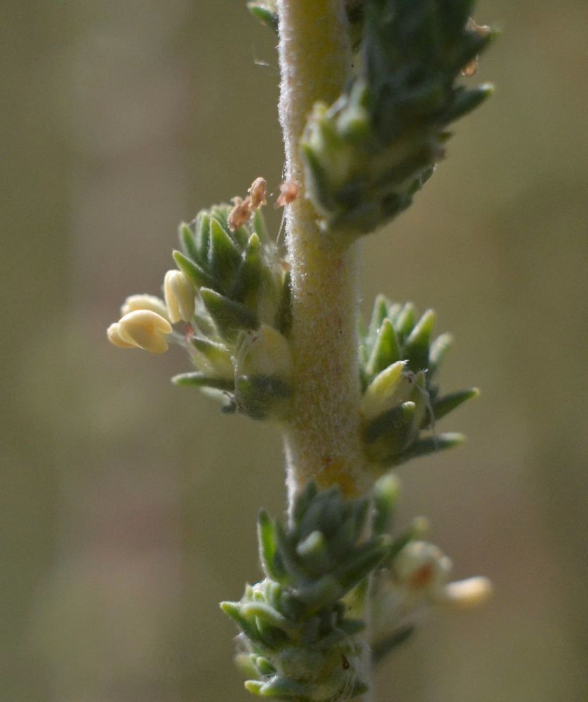 Image of Camphorosma monspeliaca specimen.