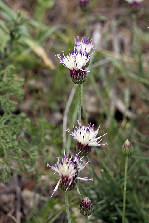 Image of Jurinea suffruticosa specimen.