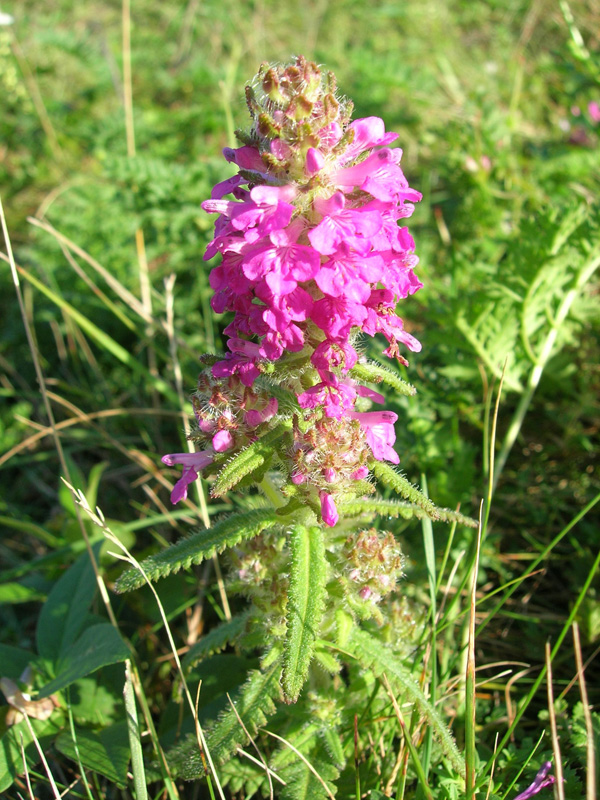 Image of Pedicularis spicata specimen.