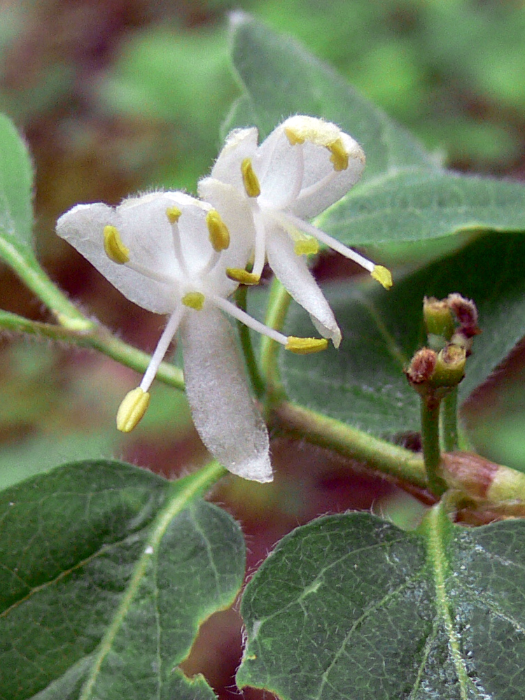 Изображение особи Lonicera xylosteum.