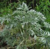 Artemisia absinthium. Вегетирующее растение. Подмосковье, окр. г. Кубинка, обочина бетонной дороги. 28.05.2012.