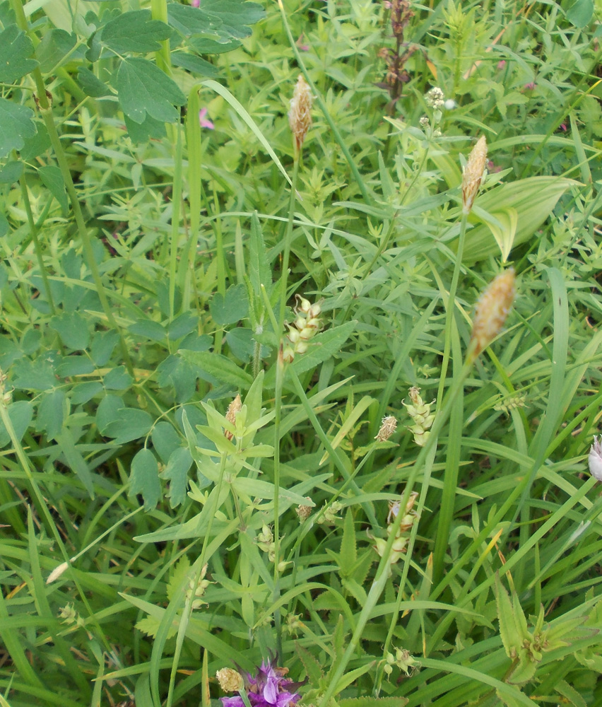 Изображение особи Carex falcata.