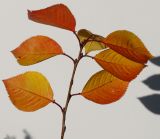 Prunus serrulata. Верхушка побега с листьями в осенней окраске. Германия, г. Кемпен, у детской площадки. 11.11.2012.