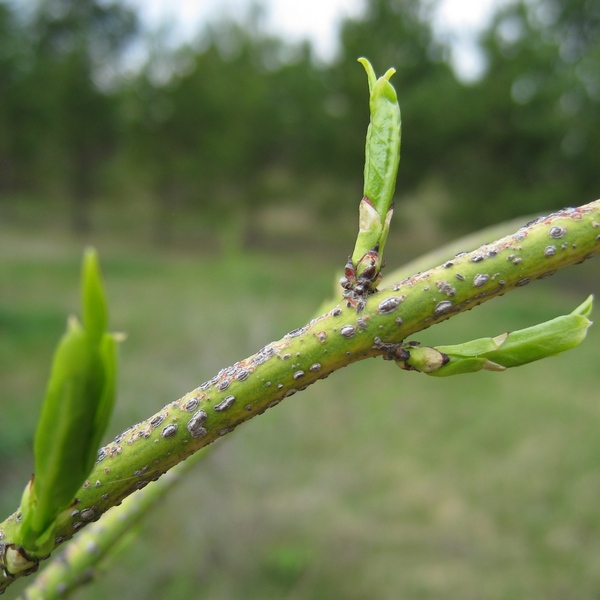 Изображение особи Euonymus verrucosus.