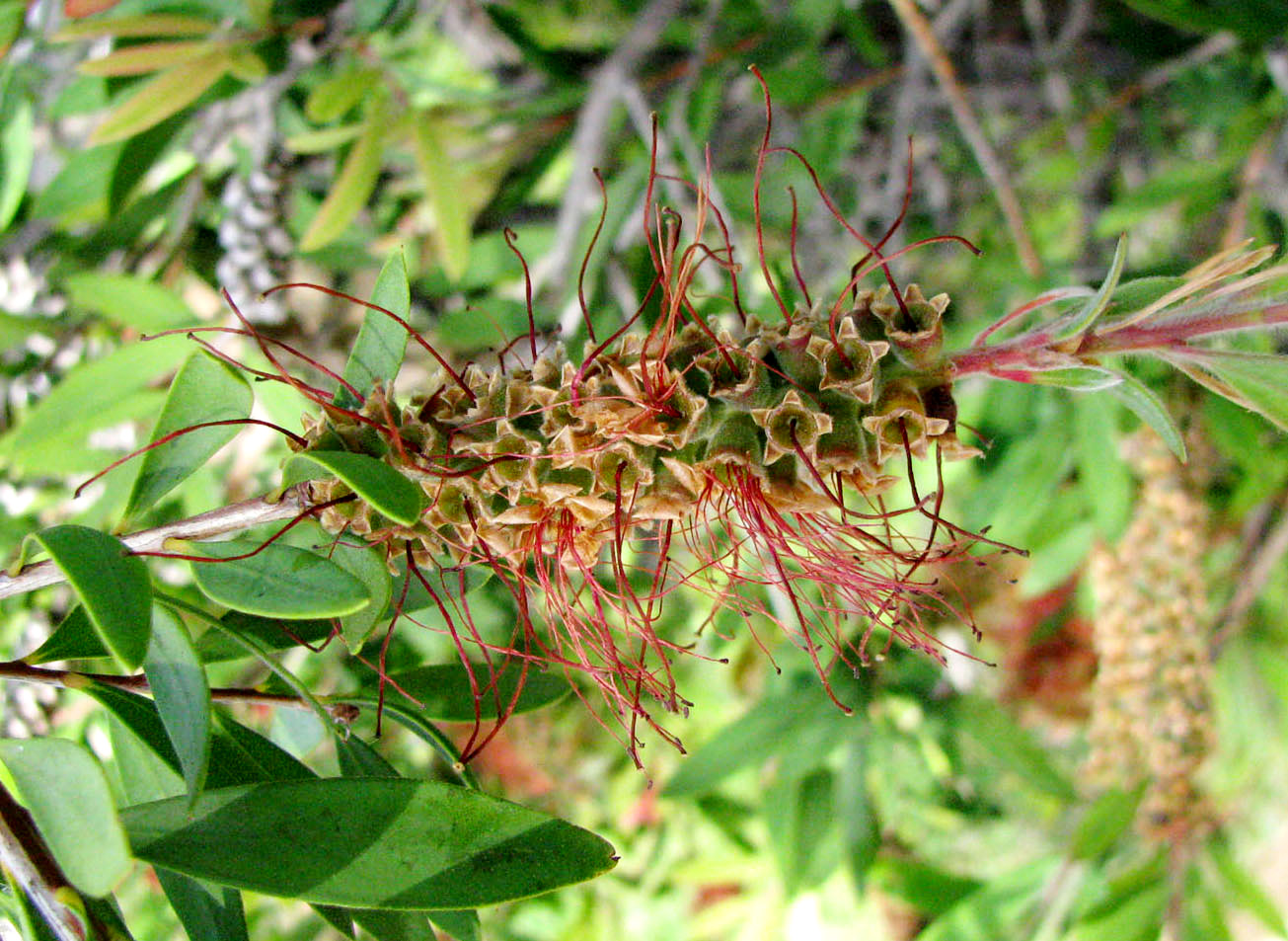 Image of Callistemon citrinus specimen.