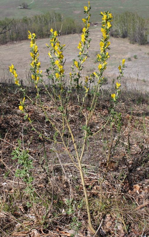 Изображение особи Chamaecytisus ruthenicus.