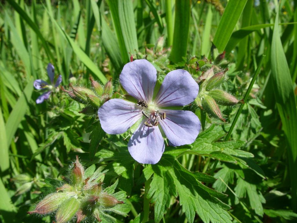 Изображение особи Geranium platyanthum.