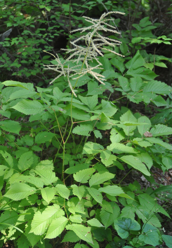 Изображение особи Aruncus dioicus.