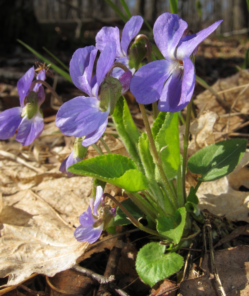 Image of Viola hirta specimen.