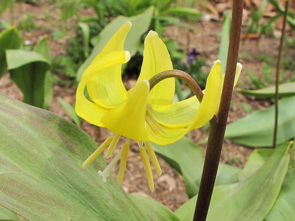 Image of Erythronium tuolumnense specimen.