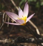 Tulipa patens