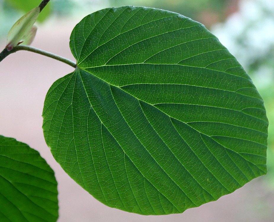 Image of Corylopsis sinensis specimen.