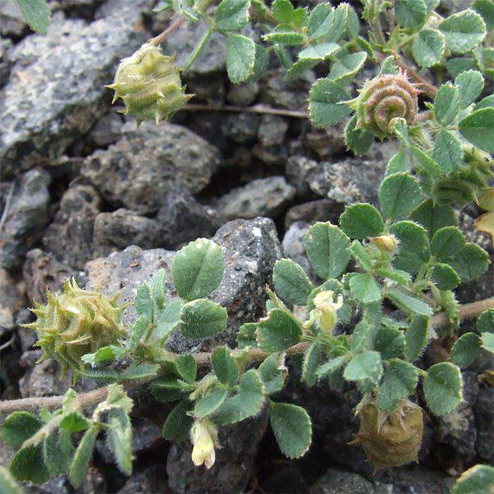 Image of Medicago rigidula specimen.