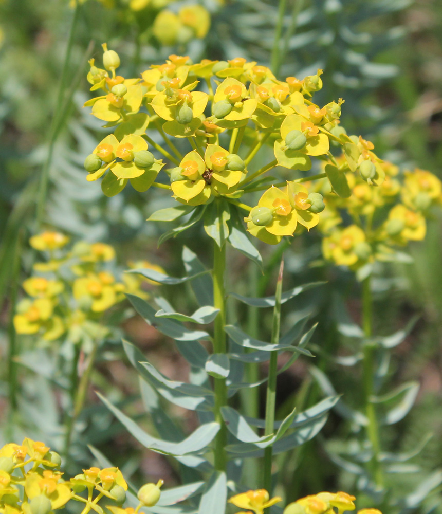 Изображение особи Euphorbia seguieriana.