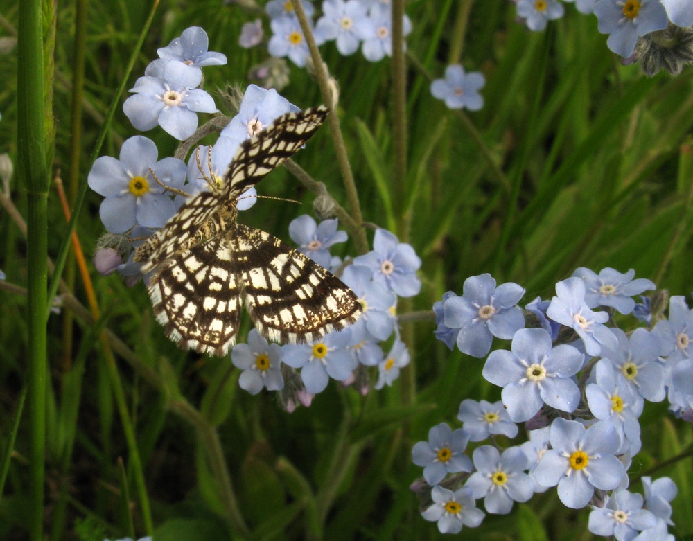 Изображение особи род Myosotis.