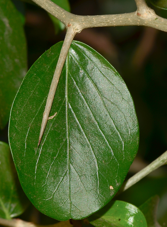 Image of Dovyalis caffra specimen.