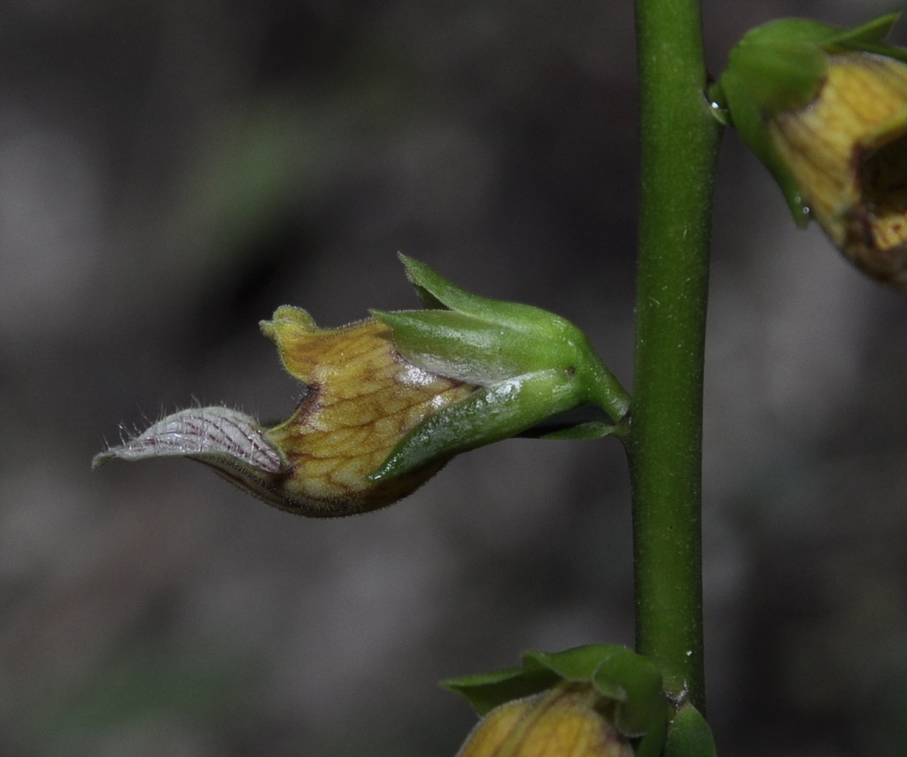 Image of Digitalis laevigata specimen.