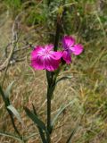 Dianthus capitatus. Верхушка цветущего растения. Краснодарский край, Новороссийск, мыс Шесхарис, прибрежный склон Маркотхского хребта, можжевеловое редколесье. 21.07.2013.