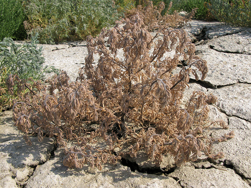 Image of Spirobassia hirsuta specimen.