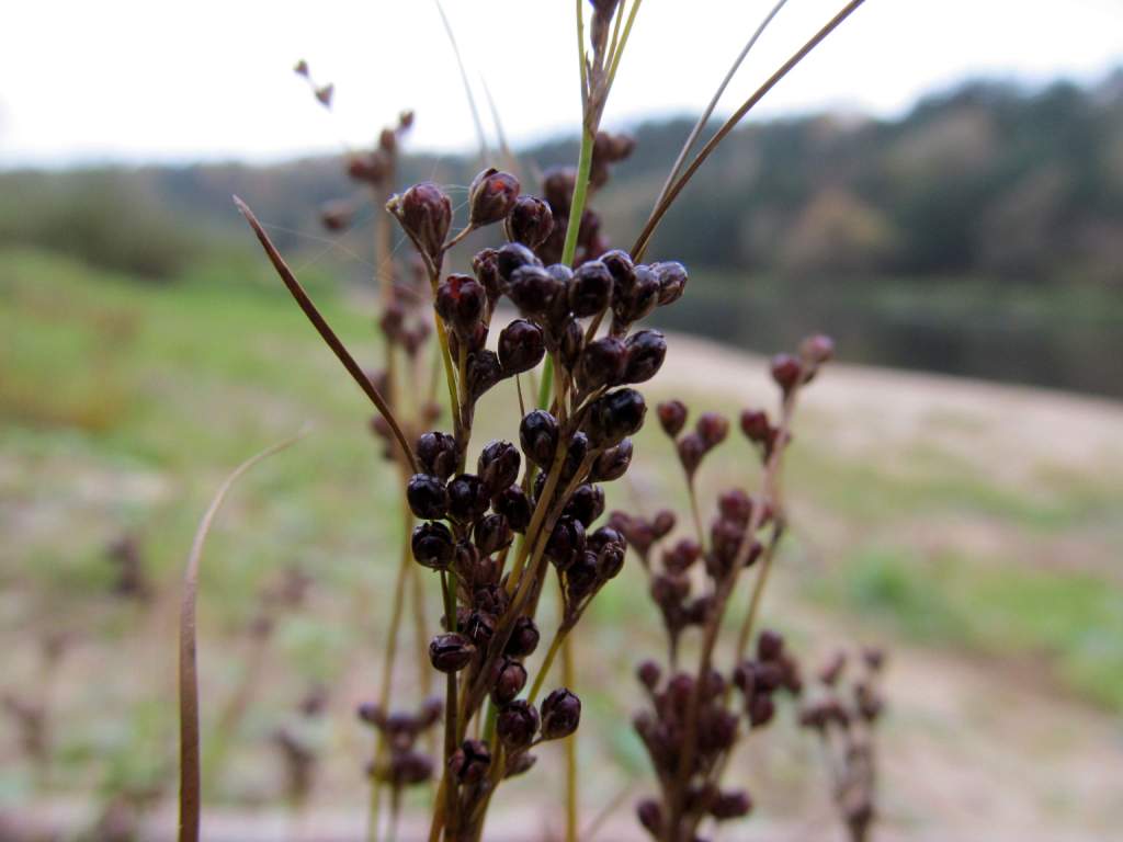 Изображение особи Juncus compressus.