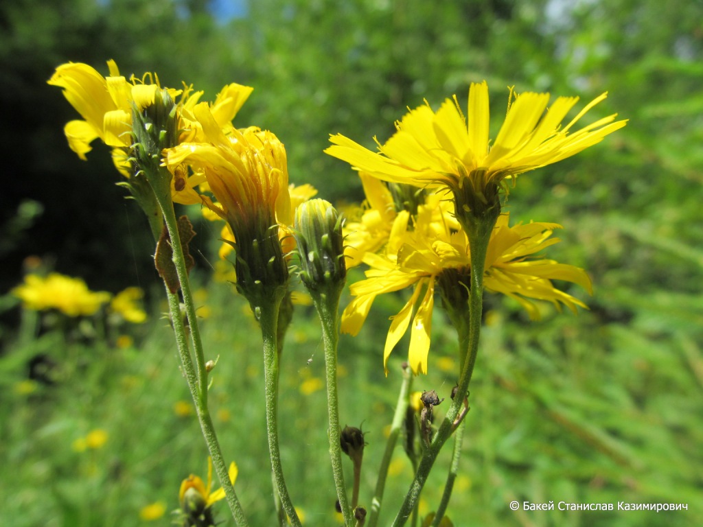 Изображение особи Hieracium umbellatum.