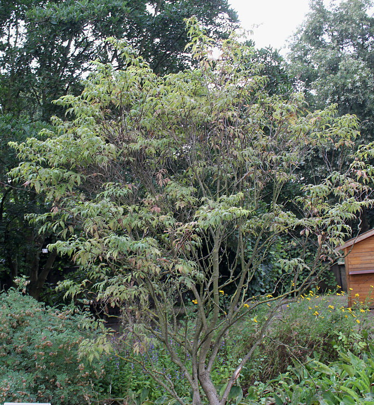 Изображение особи Sambucus racemosa.