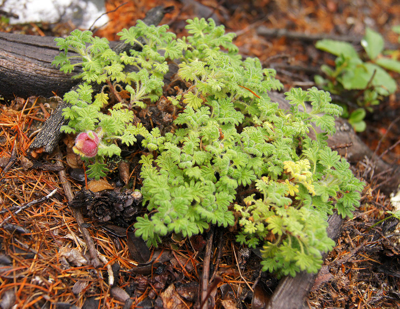 Image of Dracocephalum palmatum specimen.