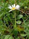 Bellis perennis